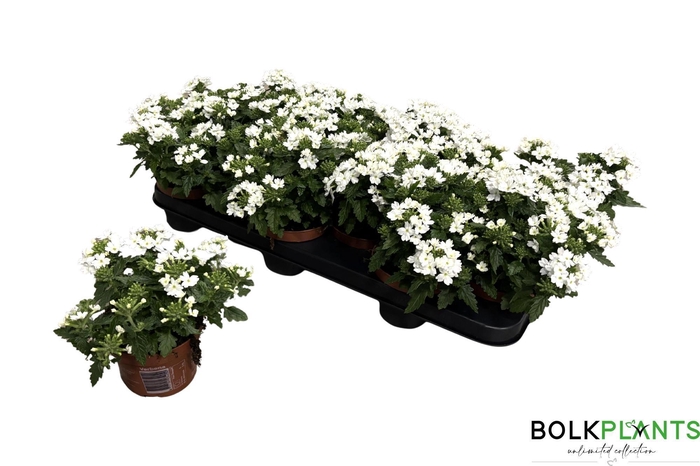 <h4>VERBE DRUMS WHITE</h4>