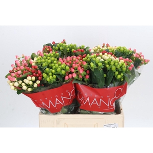 Hypericum Rainbow Romance