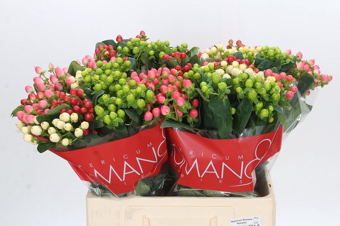 <h4>Hypericum Rainbow Romance</h4>