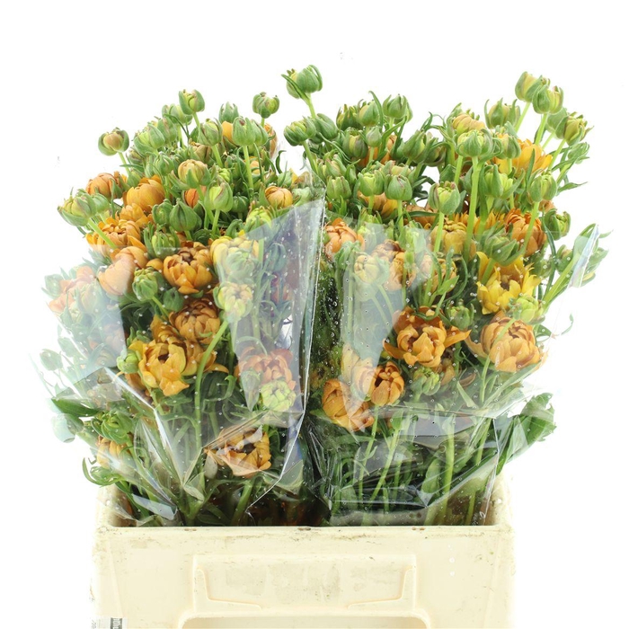 <h4>Ran Nat Moderna Natura</h4>