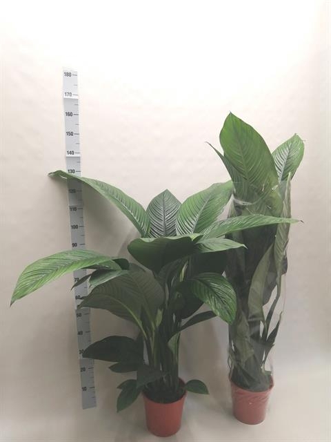 Spathiphyllum Sensation 24Ø 160cm