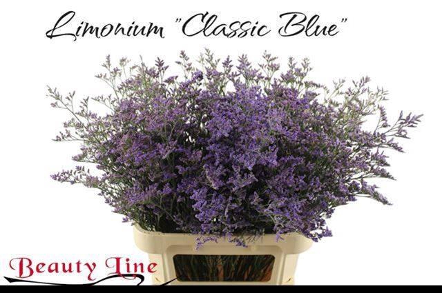 <h4>LIM SAF CLASSIC BLUE</h4>