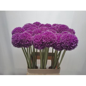 ALLIUM GIGANTEUM