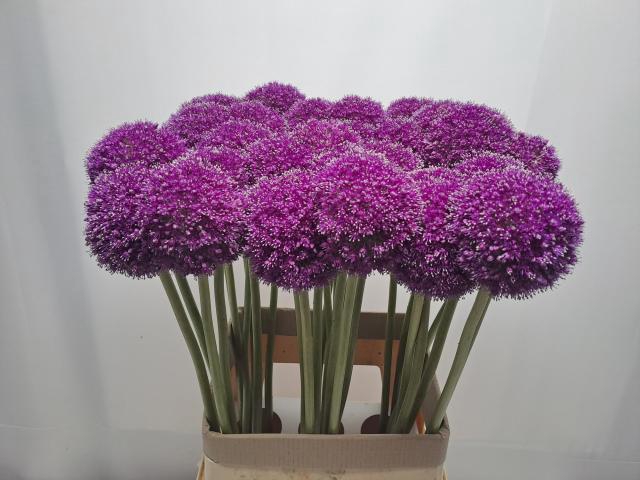 ALLIUM GIGANTEUM