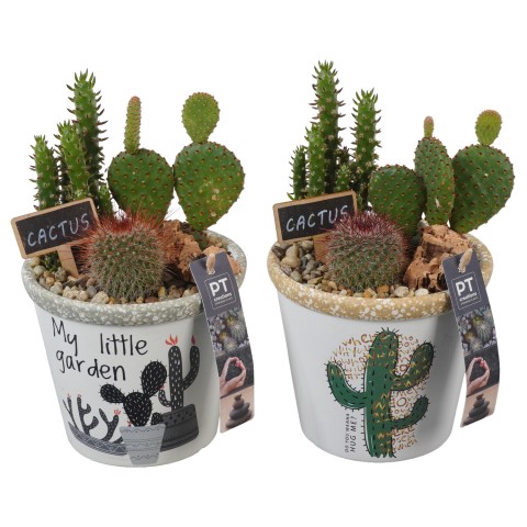<h4>PTCT3832 Arrangementen Cactus</h4>
