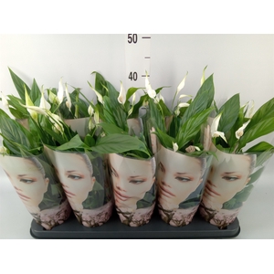 Spathiphyllum  'Korto'