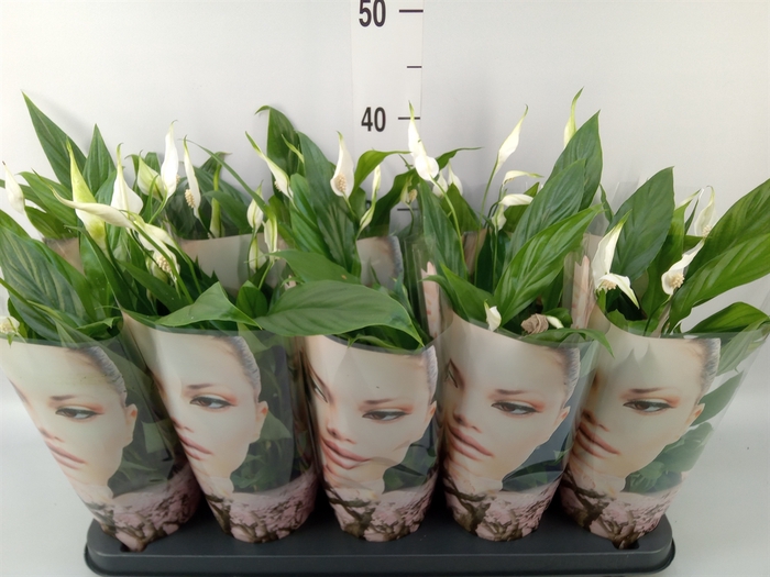 <h4>Spathiphyllum  'Korto'</h4>