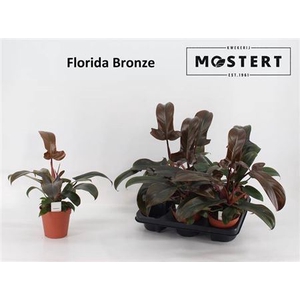 arr8 Phil Florida Bronze