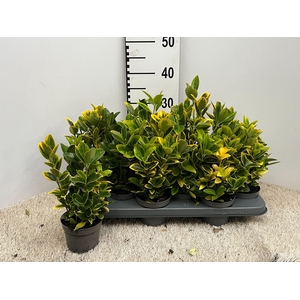 euonymus aurea pot 10.5