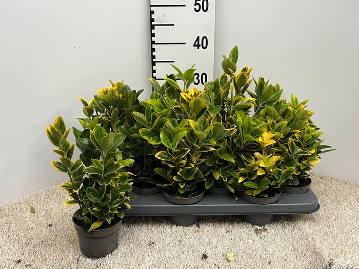<h4>euonymus aurea pot 10.5</h4>