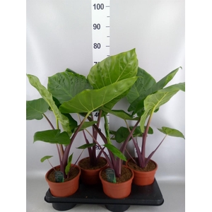 Alocasia   ...