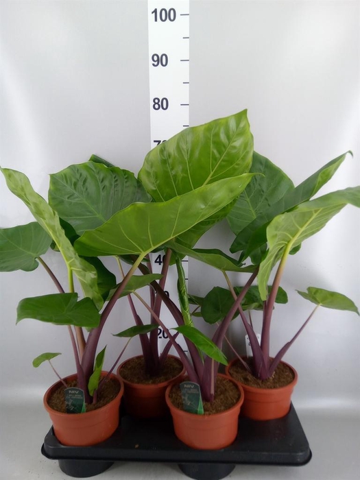 <h4>Alocasia   ...</h4>