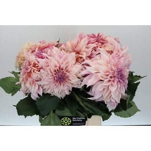 Dahlia DE 'Cafe au Lait'
