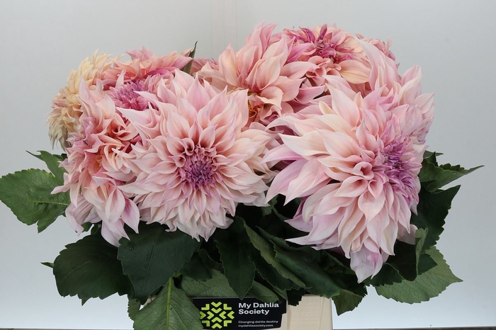 Dahlia DE 'Cafe au Lait'