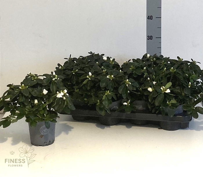 Rhodo Si Witte Vogel