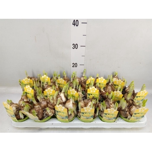 Narcissus  'Tete a tete'