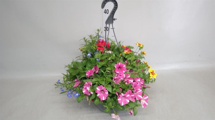 <h4>Hanging plant   ...</h4>