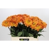 Dahlia Dr Phil