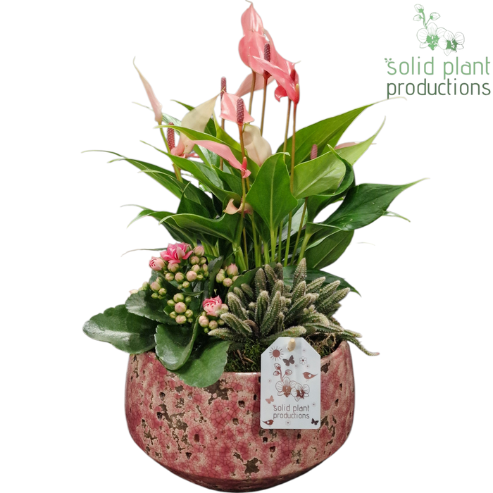 <h4>AT122 Aurora Hard Pink Mini Anthurium</h4>