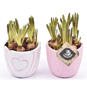 Muscari 20149 Cement Pot Met Hart Decor Mix