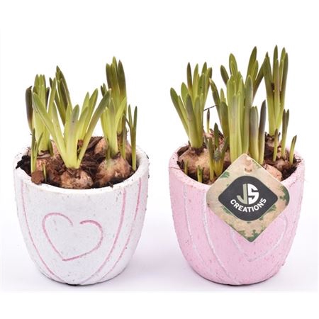 <h4>Muscari 20149 Cement Pot Met Hart Decor Mix</h4>