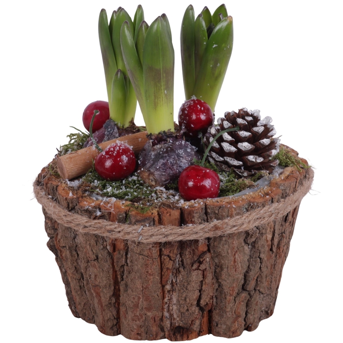<h4>Winter Arr. Hyacint Wooden Natural Bark Pot with Rope Ø17cm 3PP</h4>