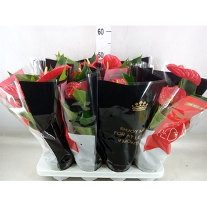 Anthurium andr. 'Michigan'