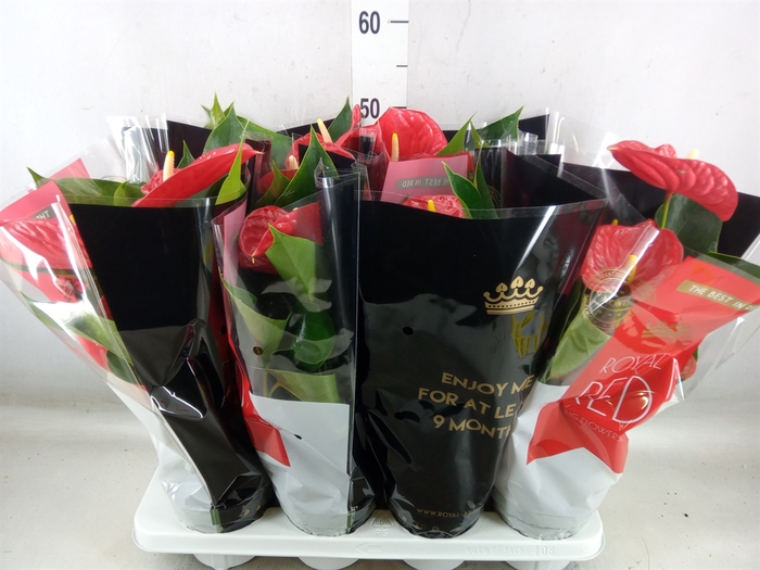 <h4>Anthurium andr. 'Michigan'</h4>