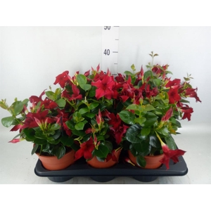 Mandevilla sand. 'Rio Petite Red'