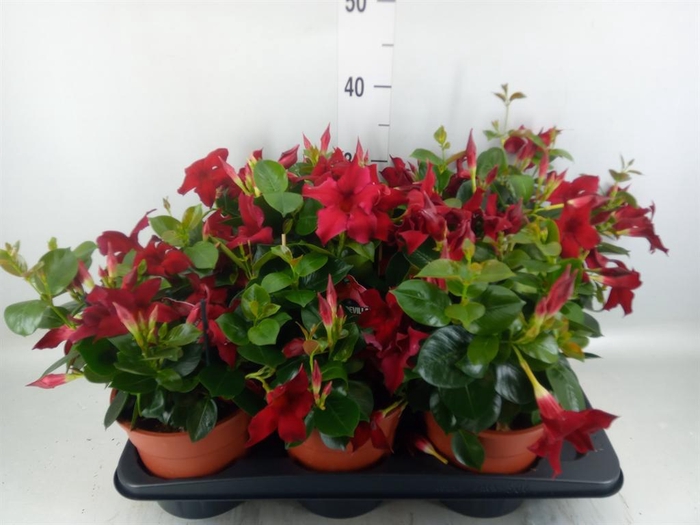 <h4>Mandevilla sand. 'Rio Petite Red'</h4>