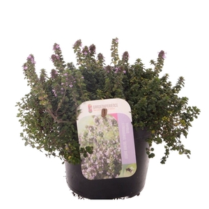 Thymus citr. Silver Queen