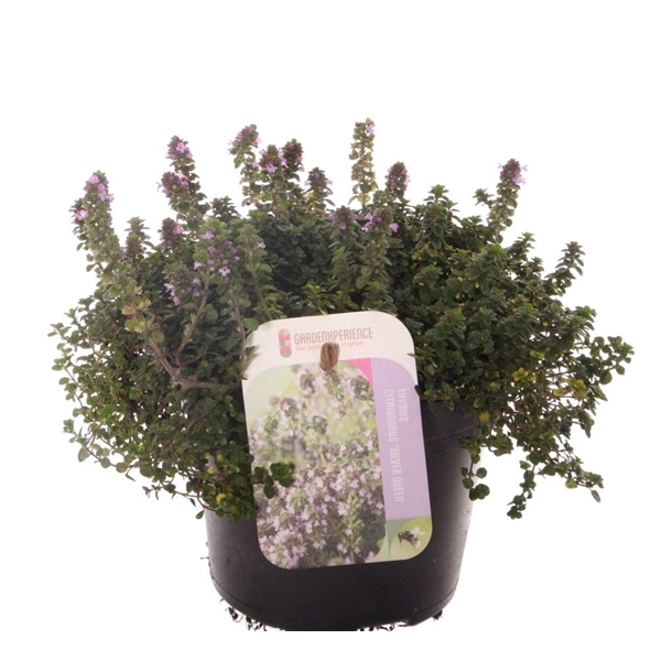 <h4>Thymus citr. Silver Queen</h4>