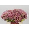 Blushing Bride Pink 2/5 Flowers
