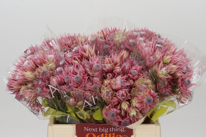 <h4>Blushing Bride Pink 2/5 Flowers</h4>