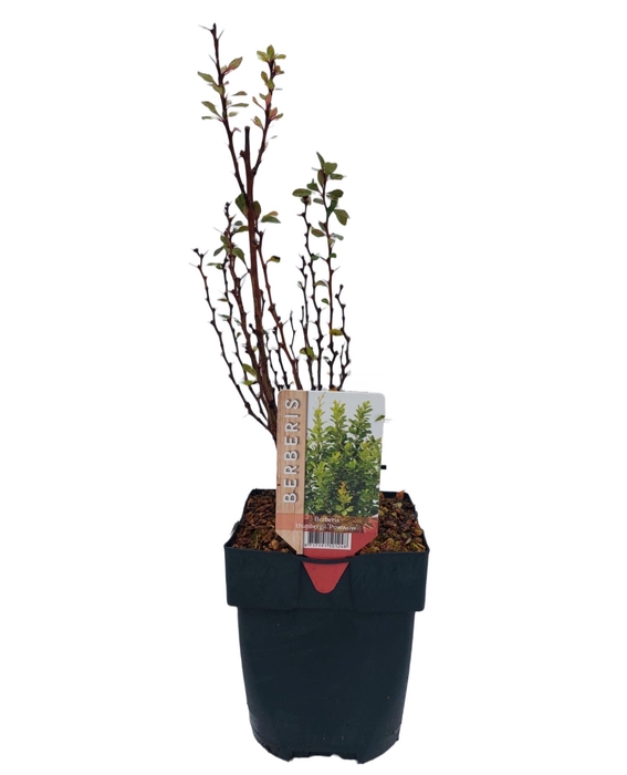 <h4>Berberis th. 'Powwow' P17</h4>