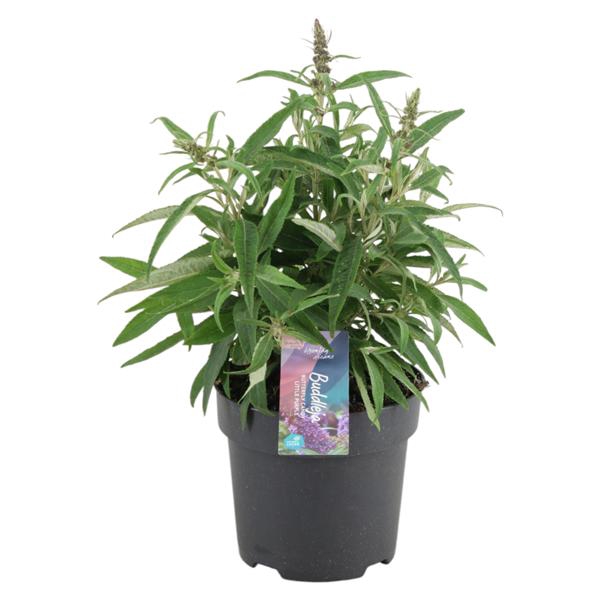 <h4>Buddleja Candy 'Little Purple' p17 (PT)</h4>