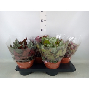 Begonia BD 'Beleaf'   ...mix