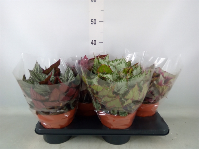 <h4>Begonia BD 'Beleaf'   ...mix</h4>