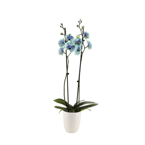 <h4>Hugo White Phal I Am Northern Light 2T14+</h4>