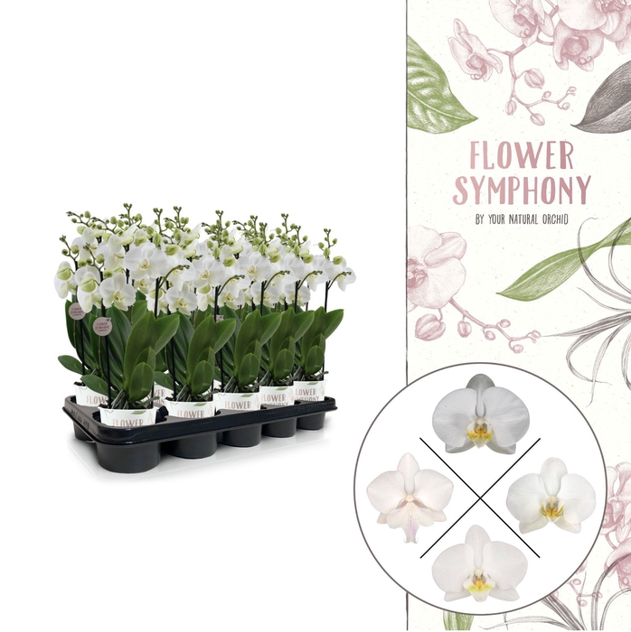 <h4>Flower Symphony | Wit mix | Phalaenopsis 3 spike</h4>