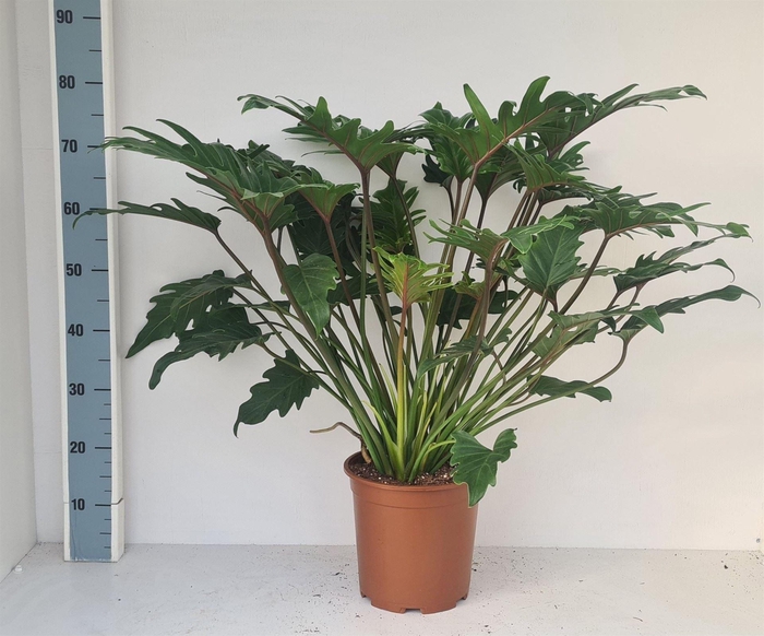 <h4>Philodendron xanadu</h4>