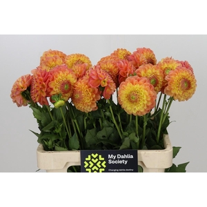Dahlia Jowey Nicky