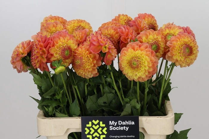 <h4>Dahlia Jowey Nicky</h4>