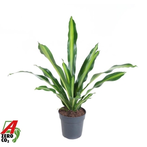 Dracaena Burley kopstek P24