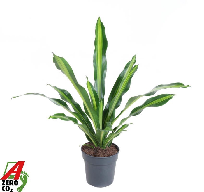 <h4>Dracaena Burley kopstek P24</h4>