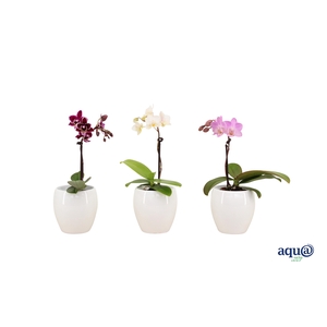 Lisa White Tiny Dolls Mix 1T7+ Aqu@