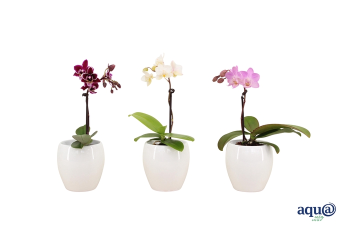 <h4>Lisa White Tiny Dolls Wit 1T7+ Aqu@</h4>