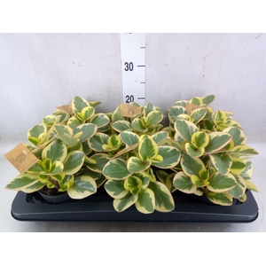 Peperomia obt. 'Obtipan Bicolor'