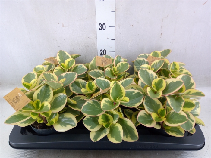 <h4>Peperomia obt. 'Obtipan Bicolor'</h4>