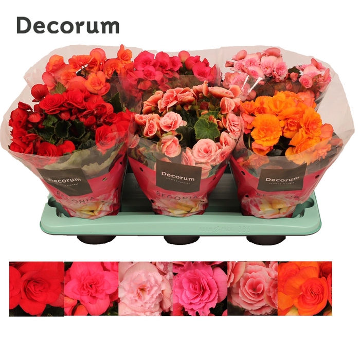 <h4>Begonia gemengd zonder geel en wit 13 cm Decorum</h4>